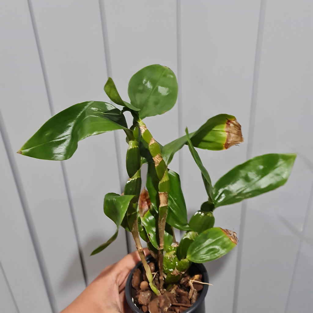 Dendrobium Sulcatum (HARD TO FIND SPECIES)