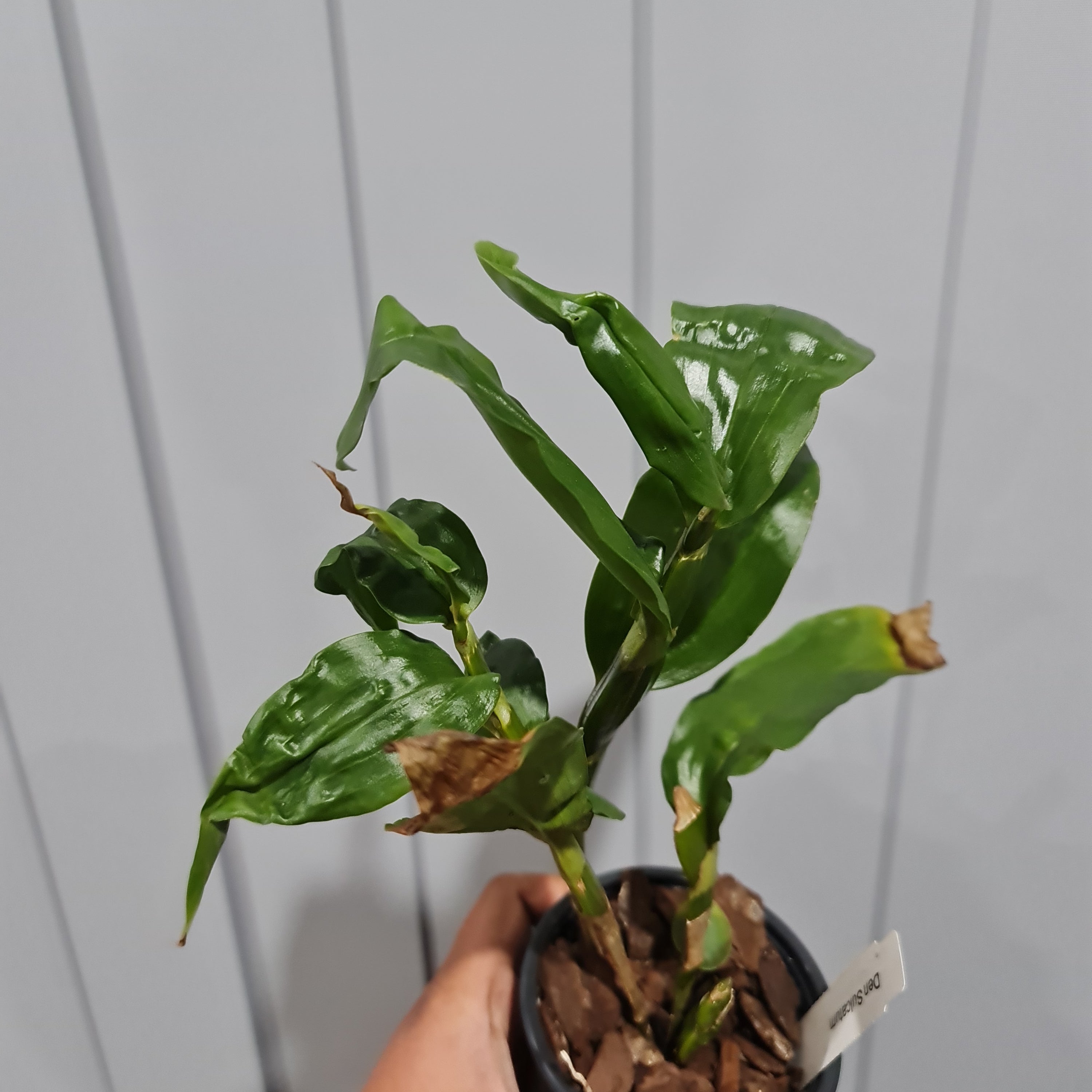 Dendrobium Sulcatum (HARD TO FIND SPECIES)