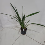 Cymbidium Aussie Midnight