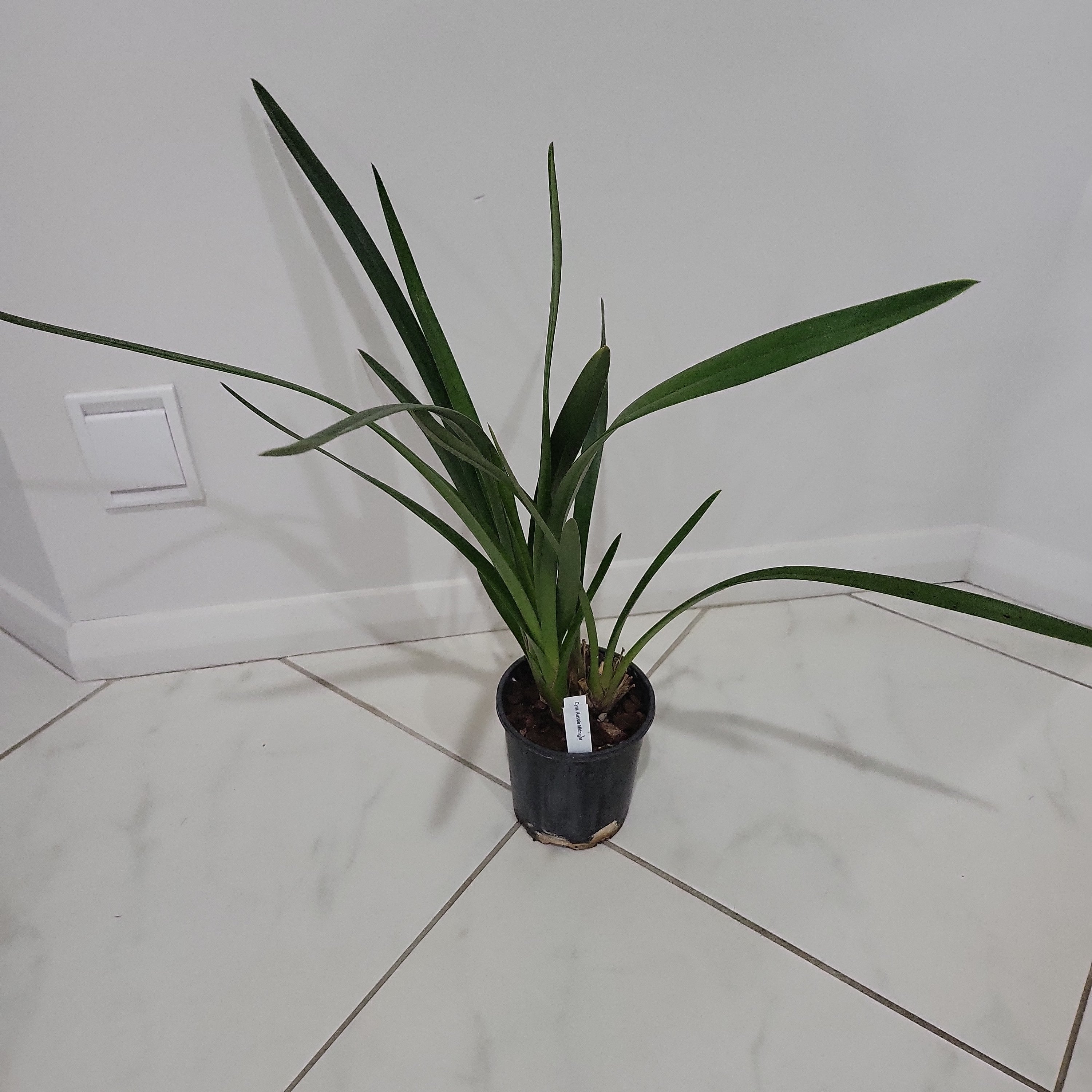 Cymbidium Aussie Midnight
