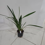 Cymbidium Aussie Midnight