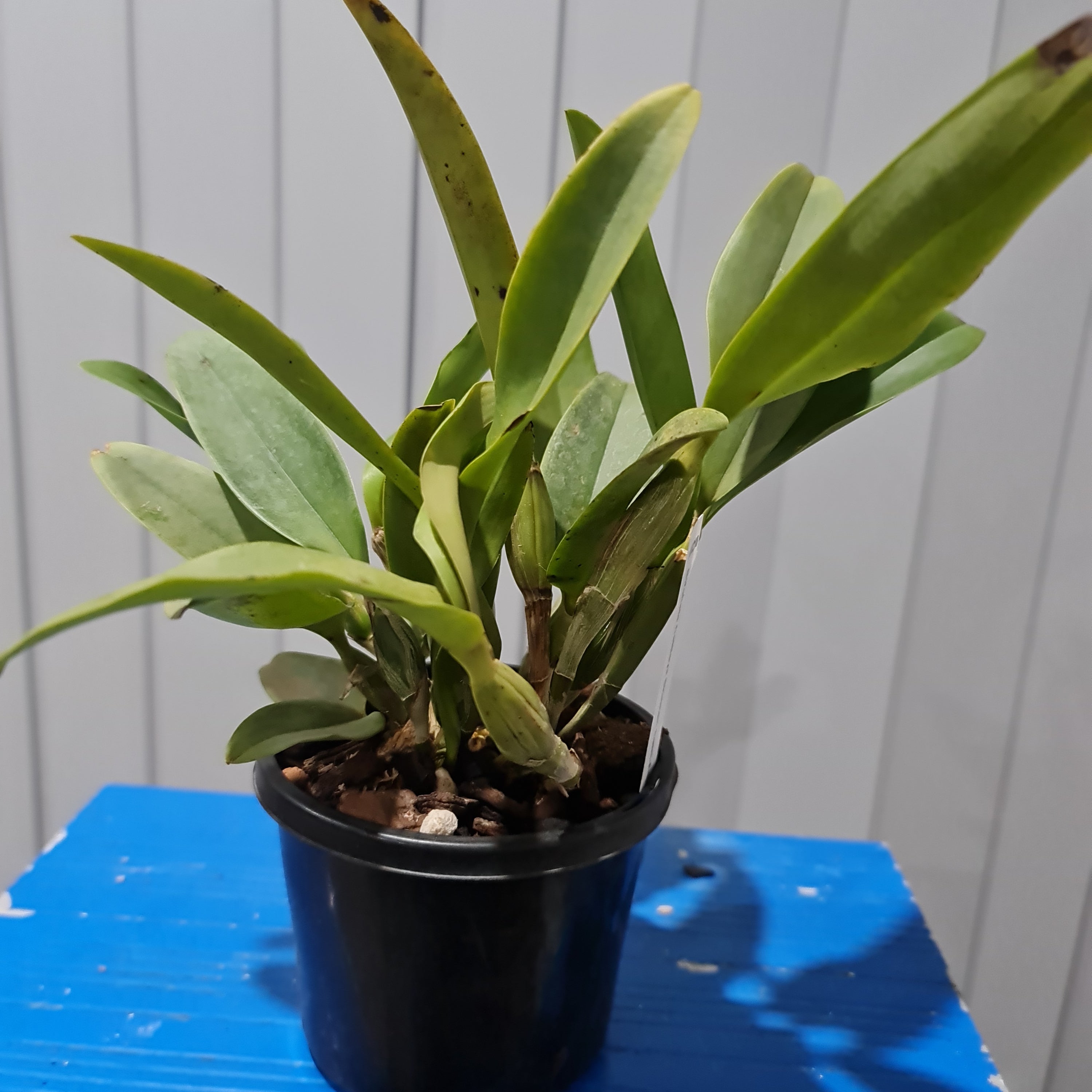 Bifoliate Cattleya Skinneri Semi-Alba (Fragrant) Secondary image