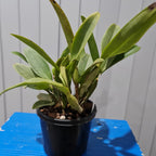 Bifoliate Cattleya Skinneri Semi-Alba (Fragrant)
