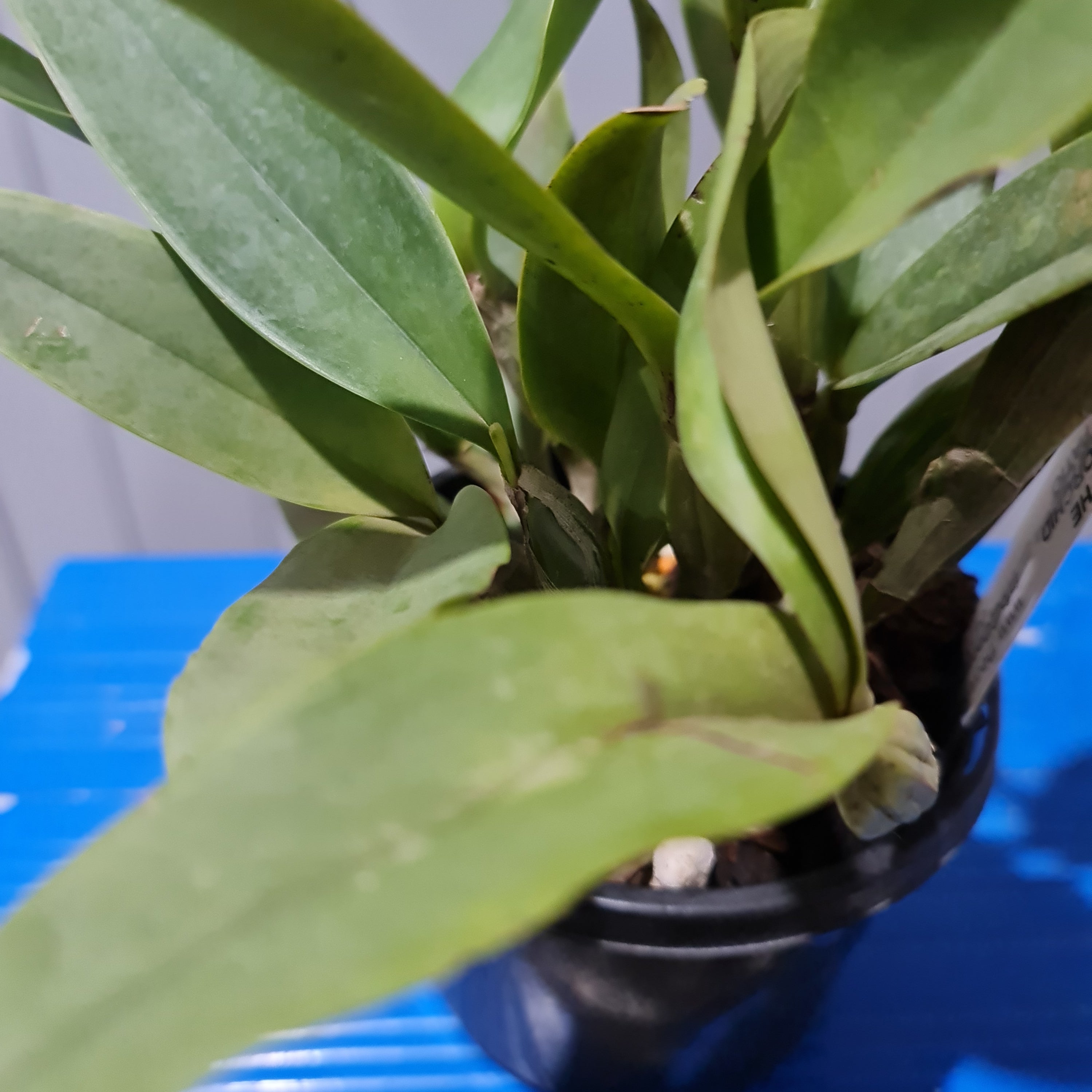 Bifoliate Cattleya Skinneri Semi-Alba (Fragrant)