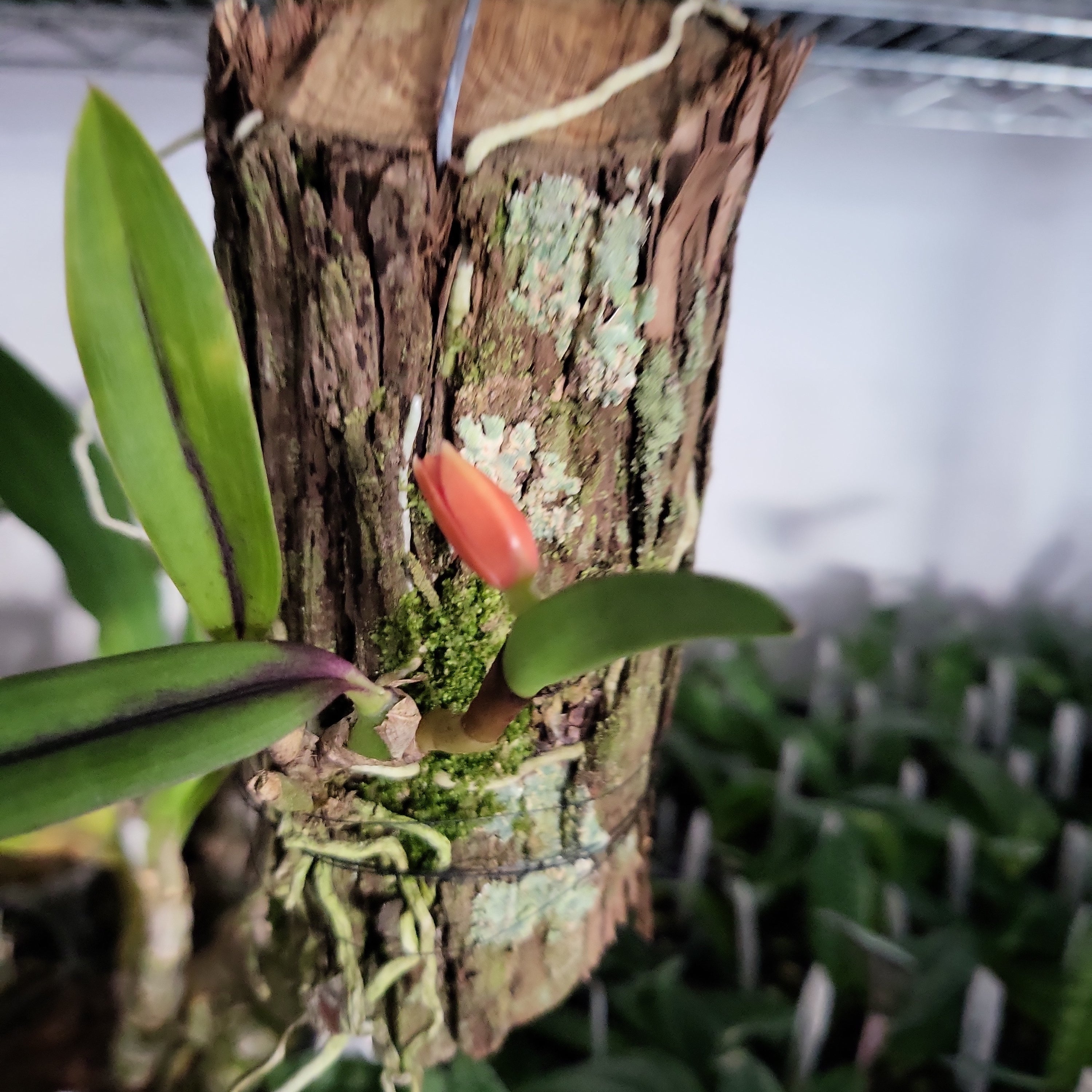 (IN BUDS NOW) Sophronitis Coccinea Royal Raindrops '4n'