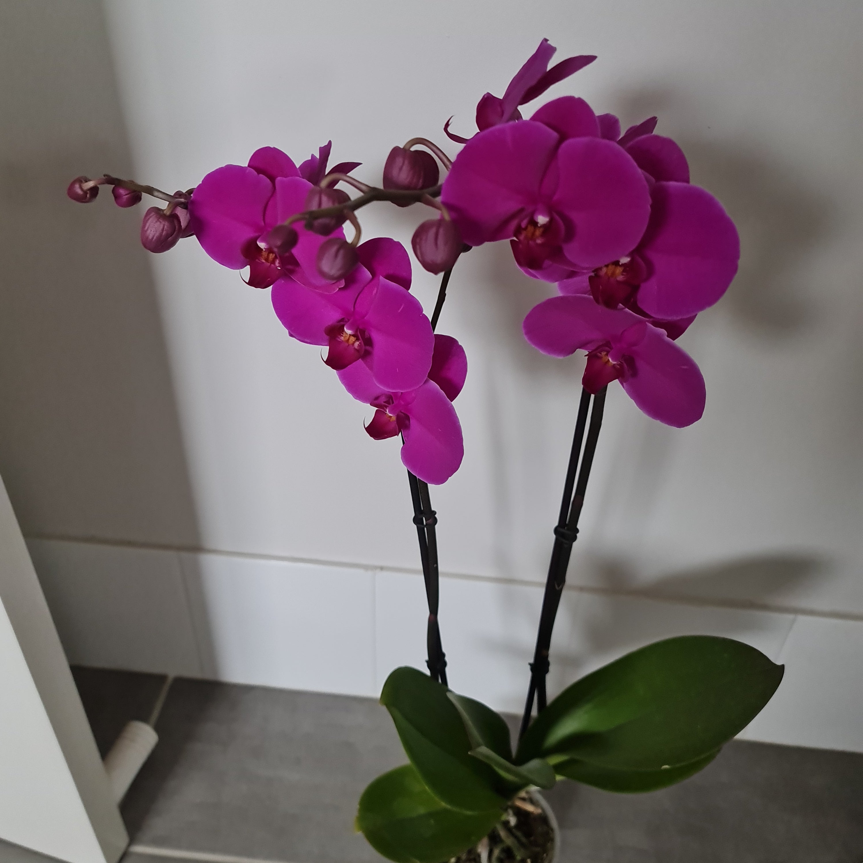 Phalaenopsis Midnight Rover - FLOWERING NOW! SPECIAL