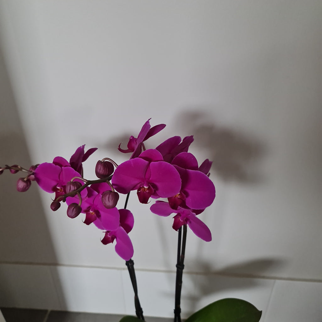 Phalaenopsis Midnight Rover - FLOWERING NOW! SPECIAL