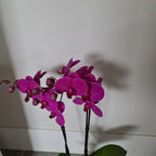 Phalaenopsis Midnight Rover - FLOWERING NOW! SPECIAL