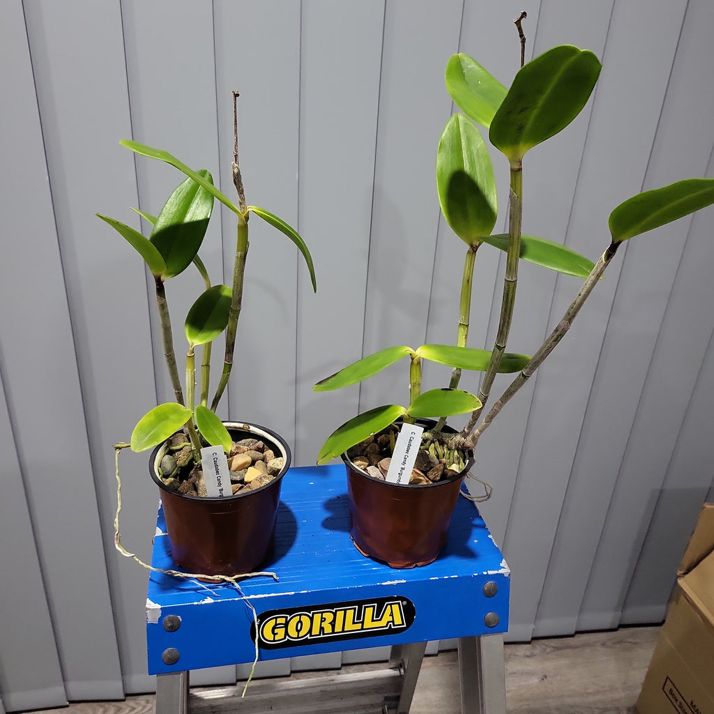 C. Caudebec Candy Burgundy (Spotted Cattleya Orchid)