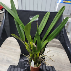 Laelia purpurata v. carnea (Fragrant Species)