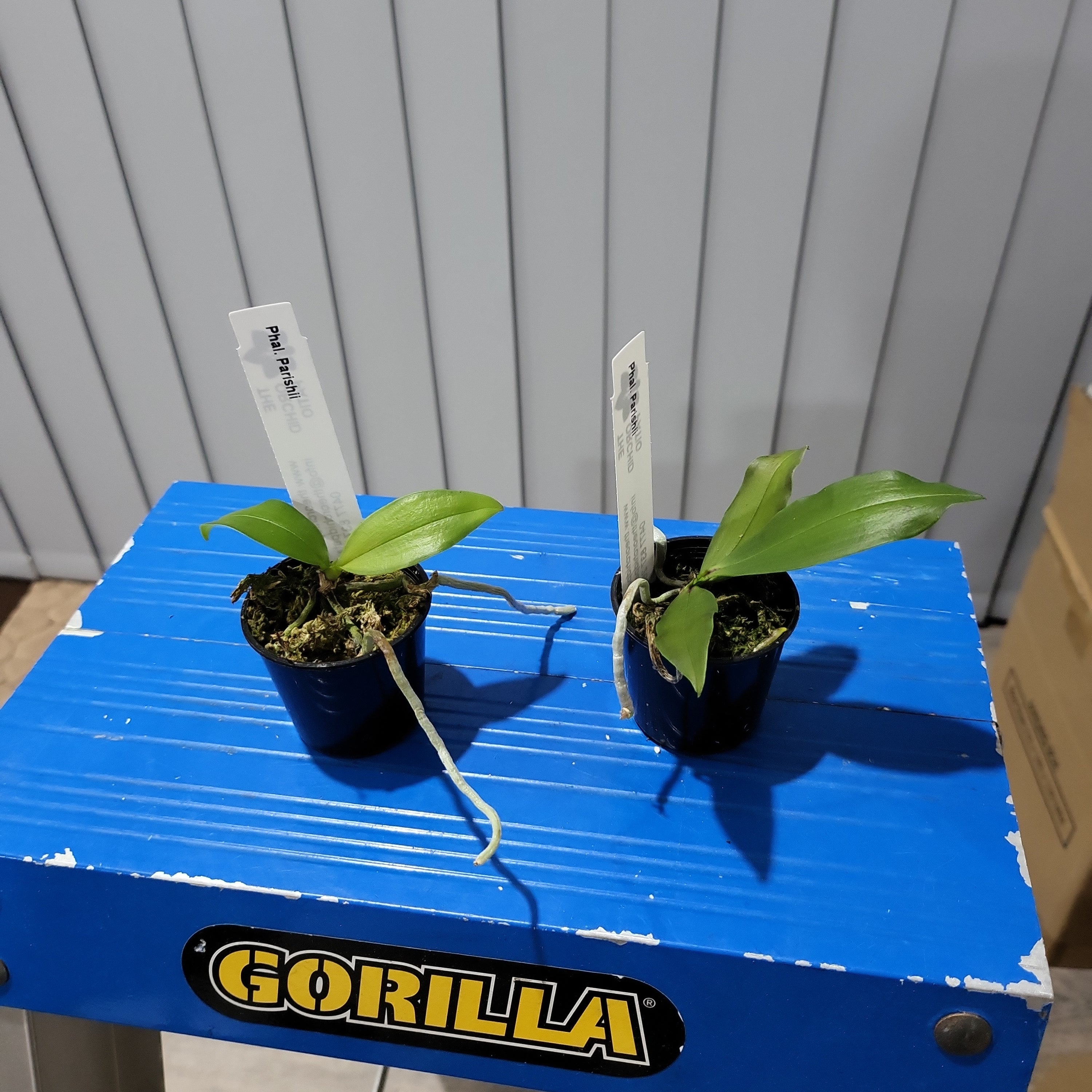 Species Phalaenopsis Decumbens ( Parishii)