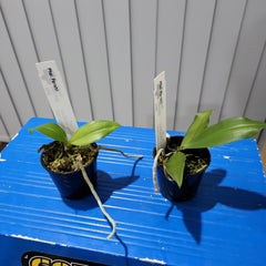 Species Phalaenopsis Decumbens ( Parishii)
