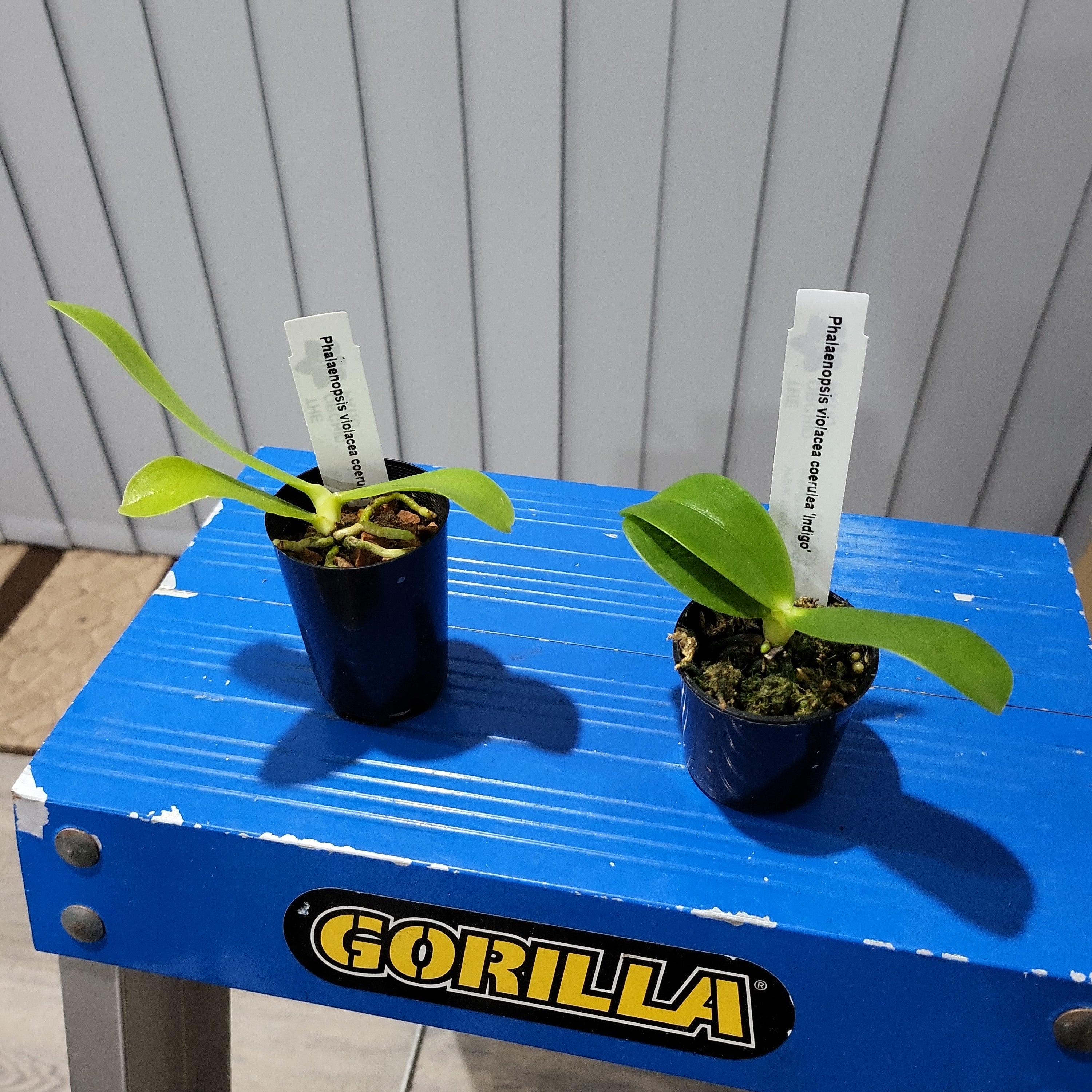 Phalaenopsis violacea coerulea 'Indigo' (Rare Species - Fragrant) Secondary image