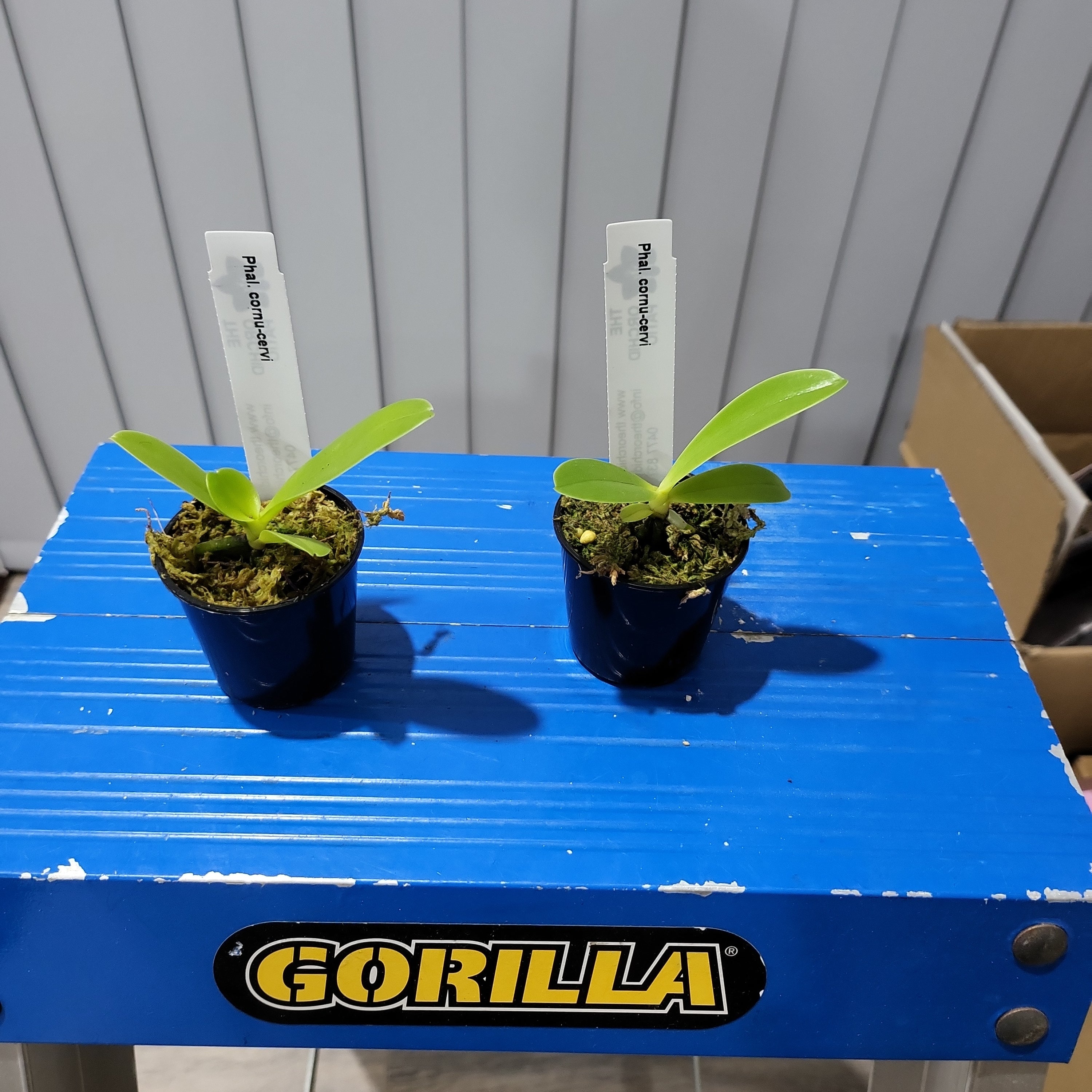 Phalaenopsis cornu-cervi (Species)