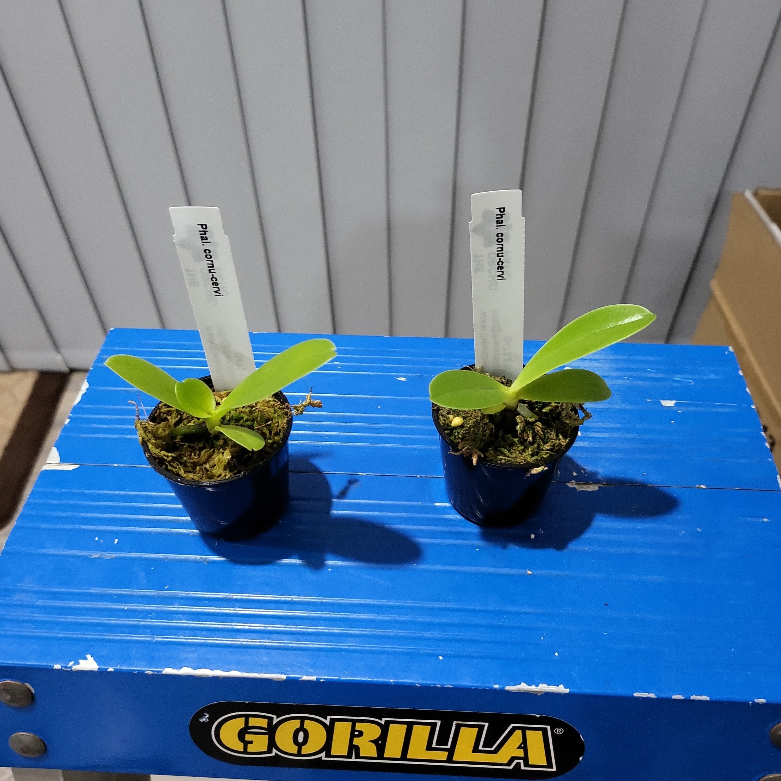 Phalaenopsis cornu-cervi (Species)