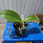 Phalaenopsis cornu-cervi x doweryensis (Primary Hybrid)