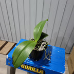 Phalaenopsis cornu-cervi x doweryensis (Primary Hybrid)