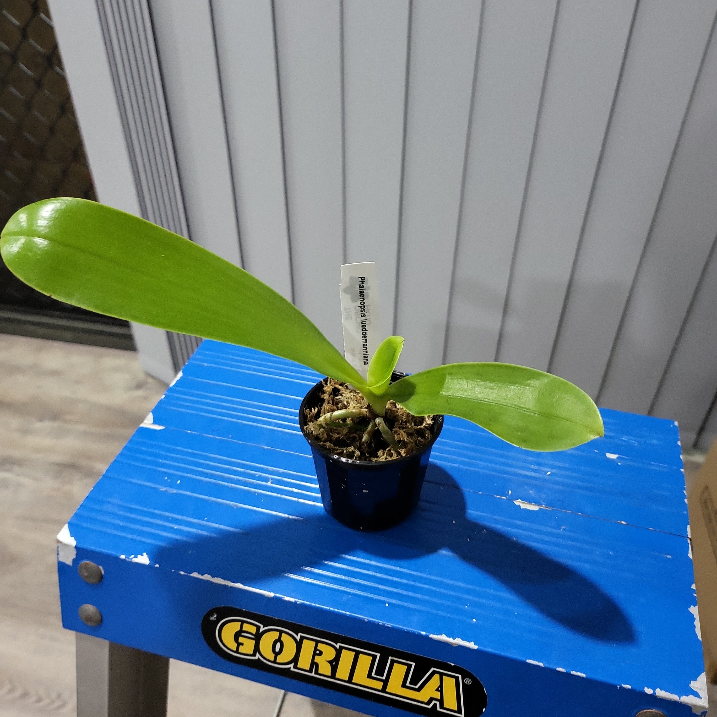 Phalaenopsis lueddemanniana (Species) Secondary image