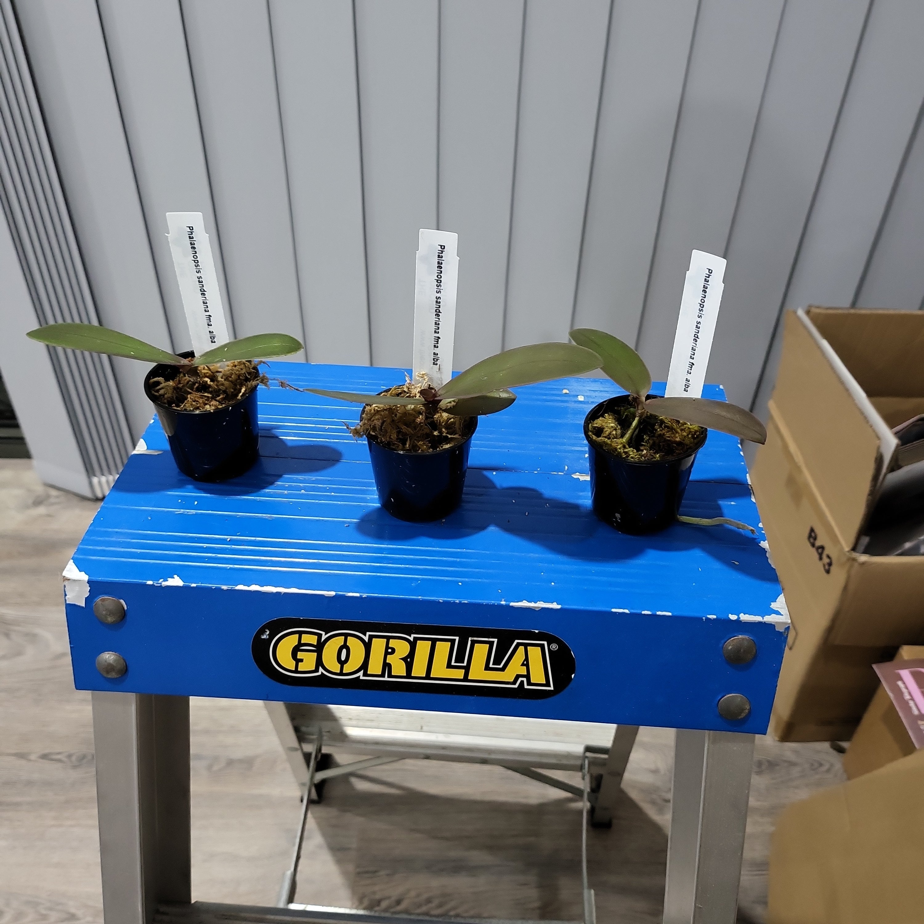 Phalaenopsis sanderiana fma. alba (Rare Species) Secondary image