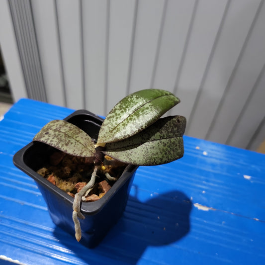 Phal. celebensis (VERY RARE MOTTLED LEAVED)