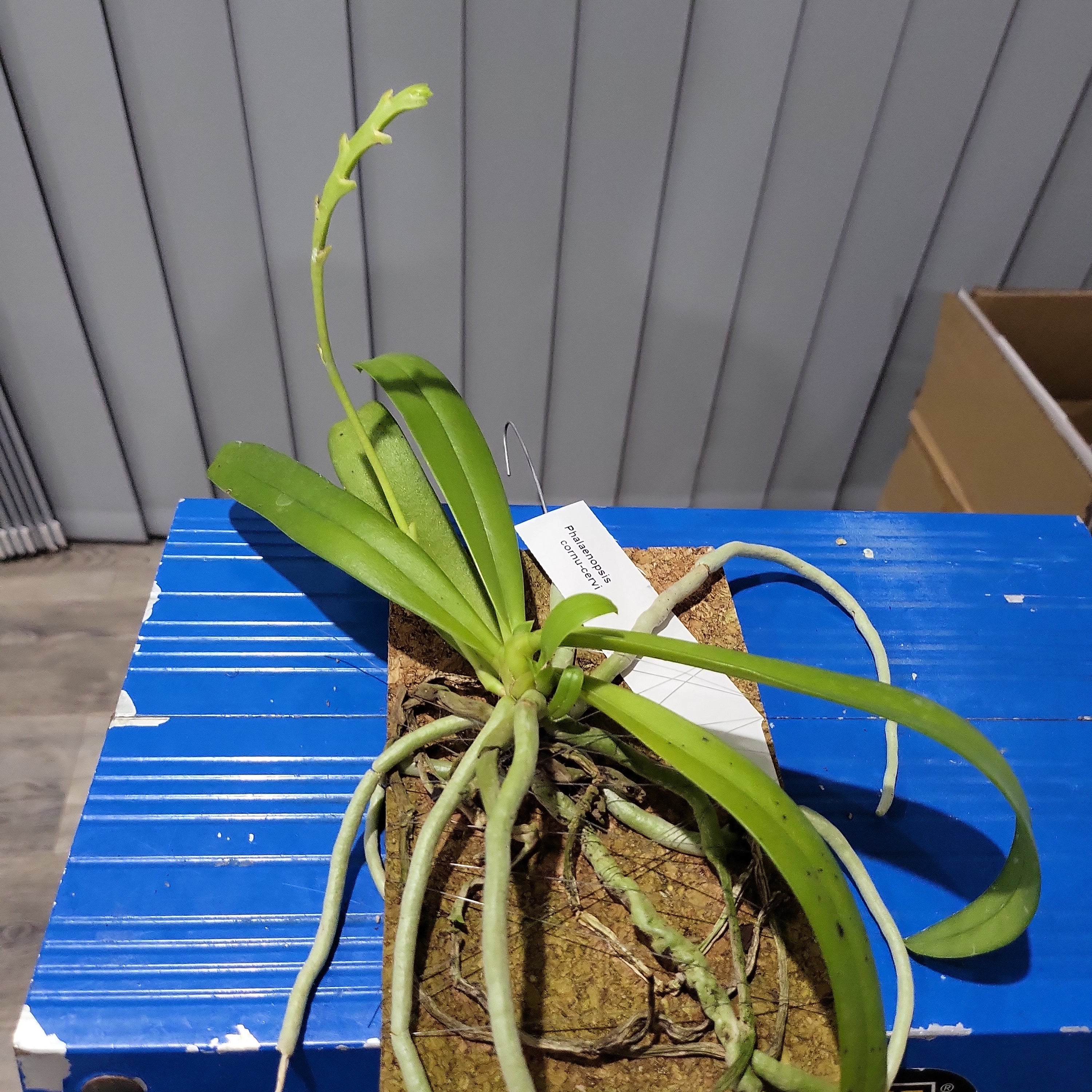 Phalaenopsis cornu-cervi (Mounted Species) Secondary image