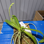 Phalaenopsis cornu-cervi (Mounted Species)