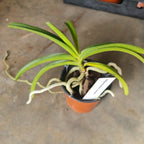 Fragrant Rhynchostylis Coelestis 'Blue'