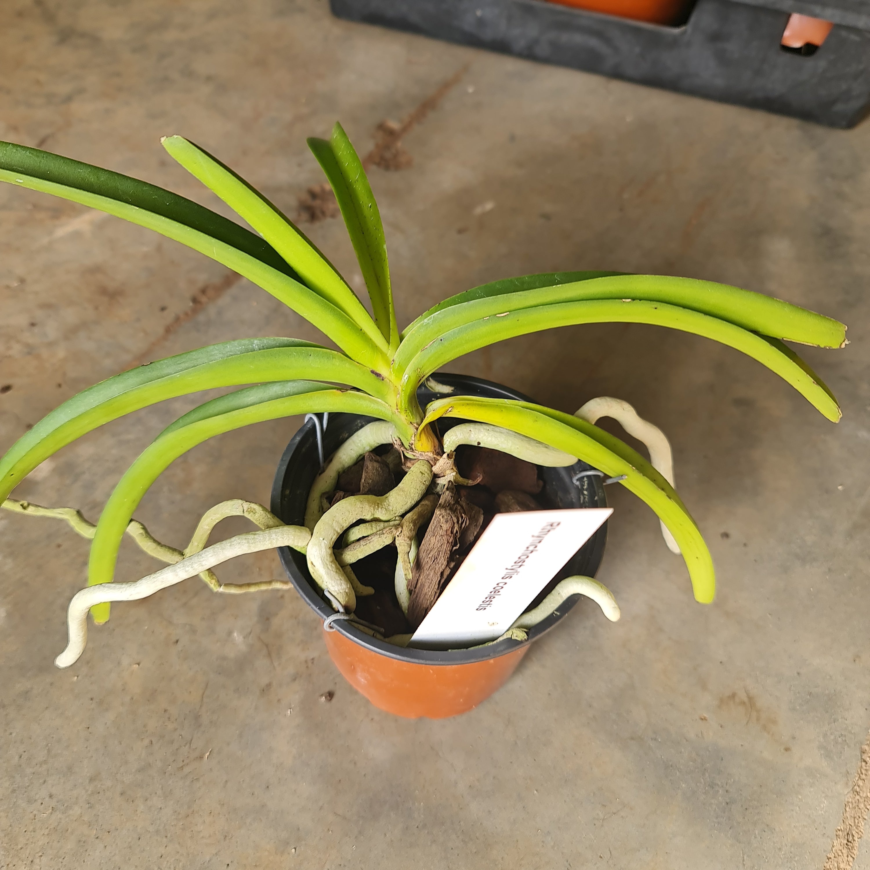 Fragrant Rhynchostylis Coelestis 'Blue'