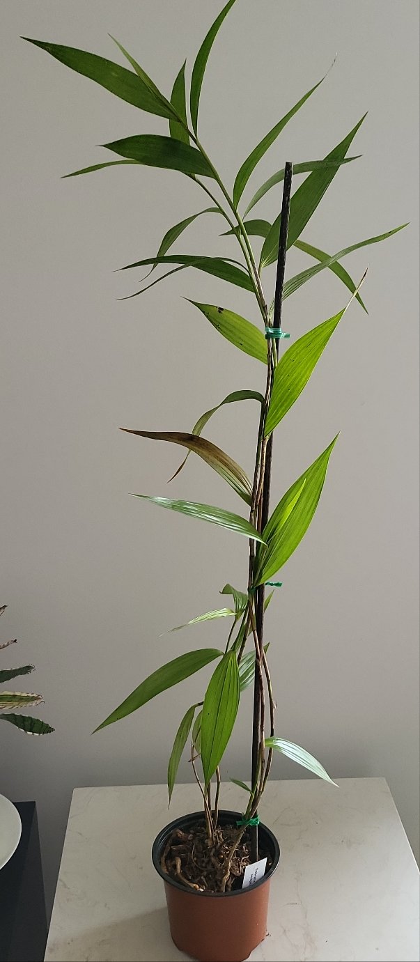 Sobralia setigera -  SPECIES FROM PERU Secondary image