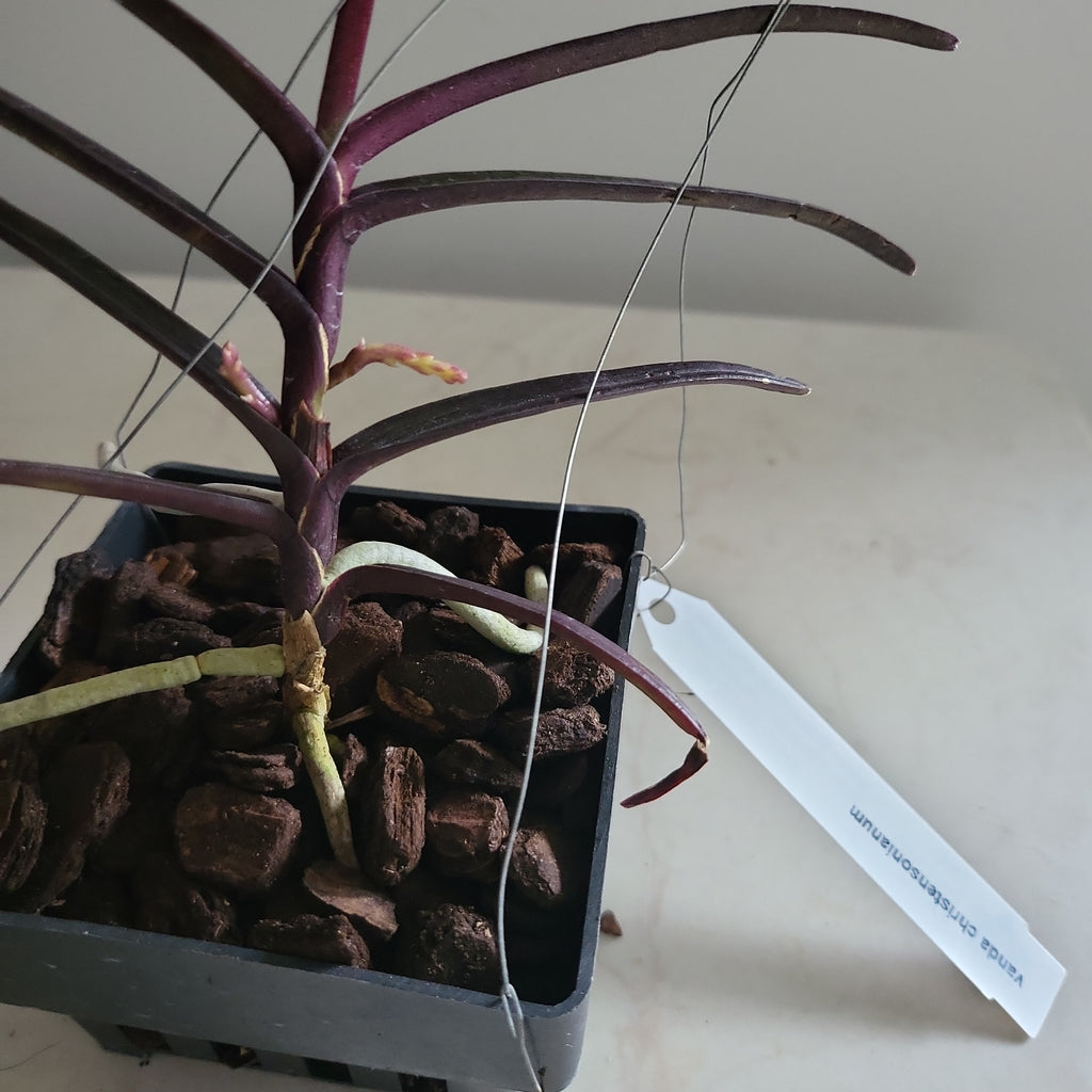 IN SPIKE NOW  Vanda christensoniana (SPECIES FROM Vietnam)