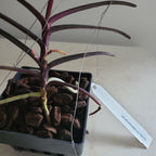 IN SPIKE NOW  Vanda christensoniana (SPECIES FROM Vietnam)