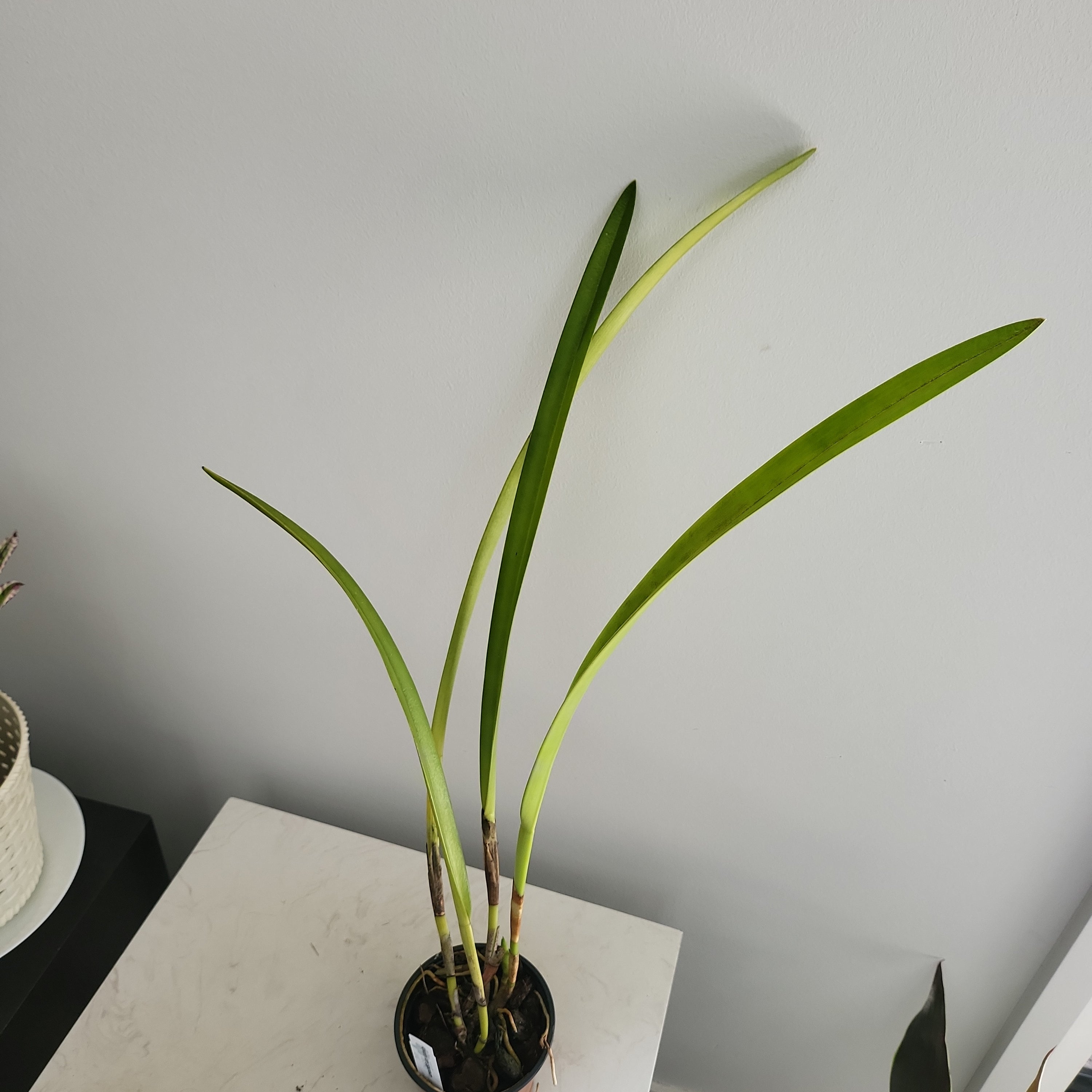 Arpophyllum giganteum The Orchid Patio