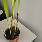Arpophyllum giganteum