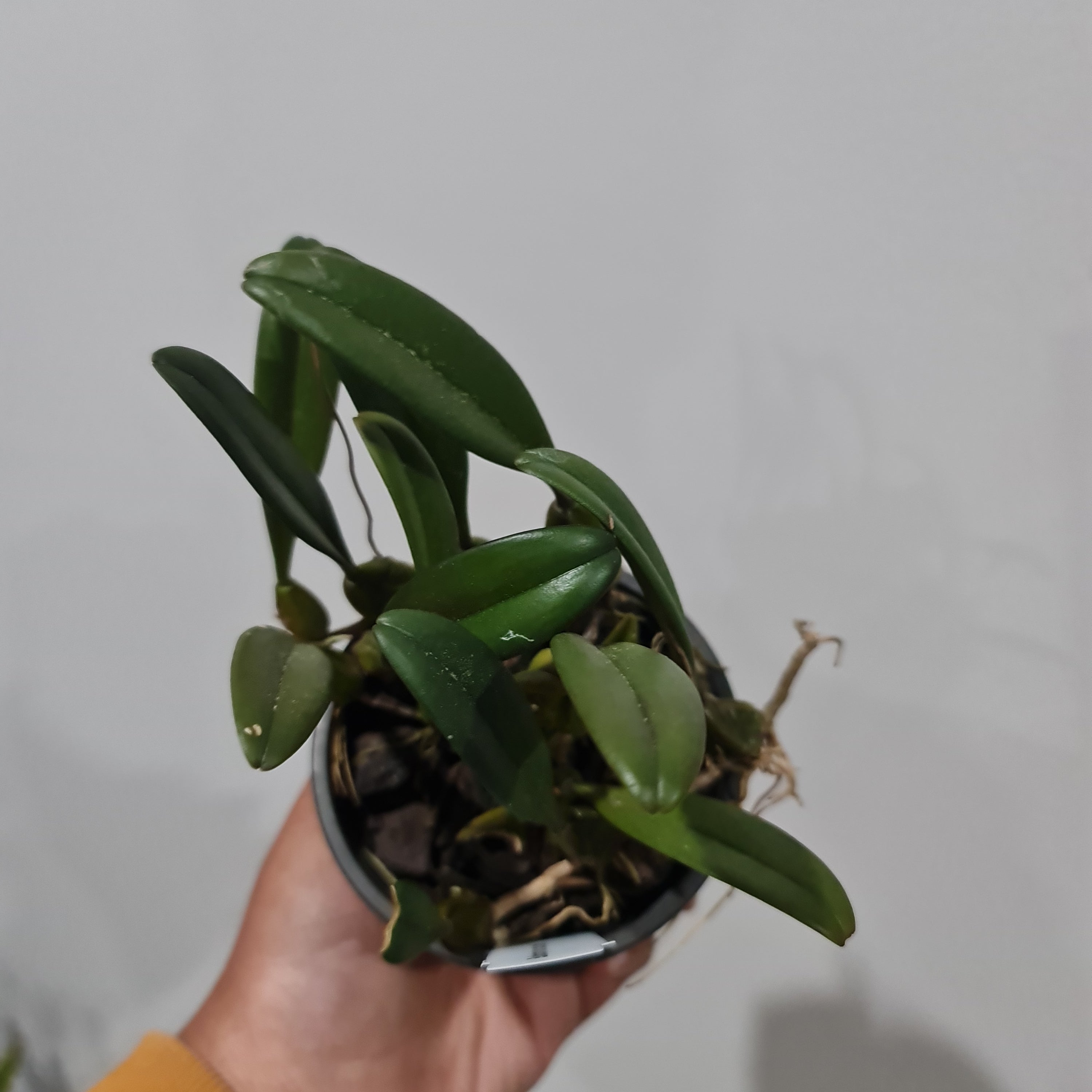 Bulbophyllum roxburghii (Beautiful Species from India) Secondary image