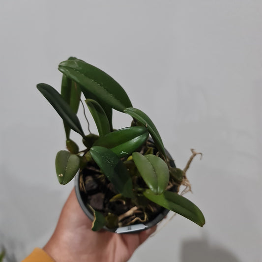 Bulbophyllum roxburghii (Beautiful Species from India)