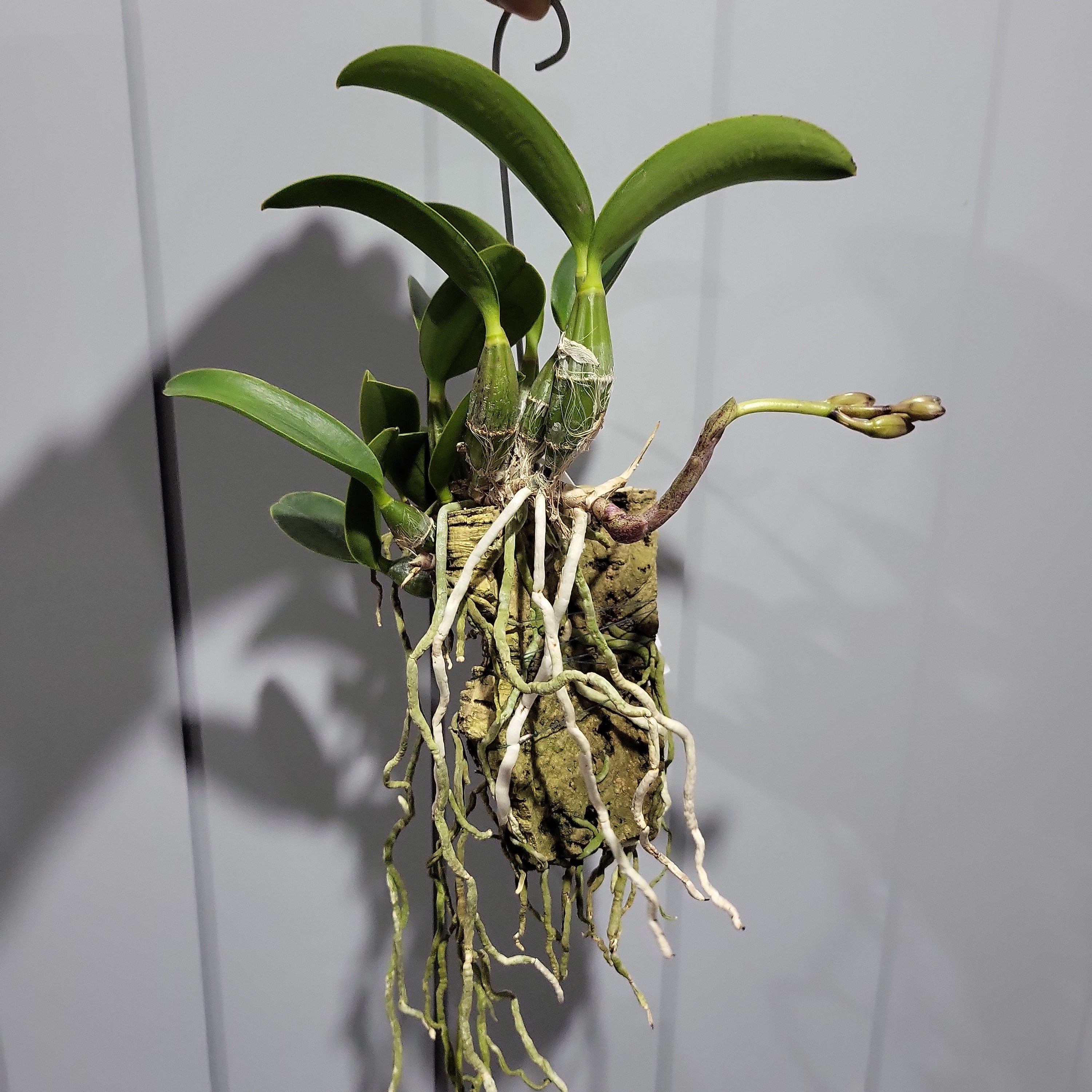 IN BUDS NOW! Cattleya Nobilior Var. Amaliae 'HIF' X Perfection (RARE) Secondary image