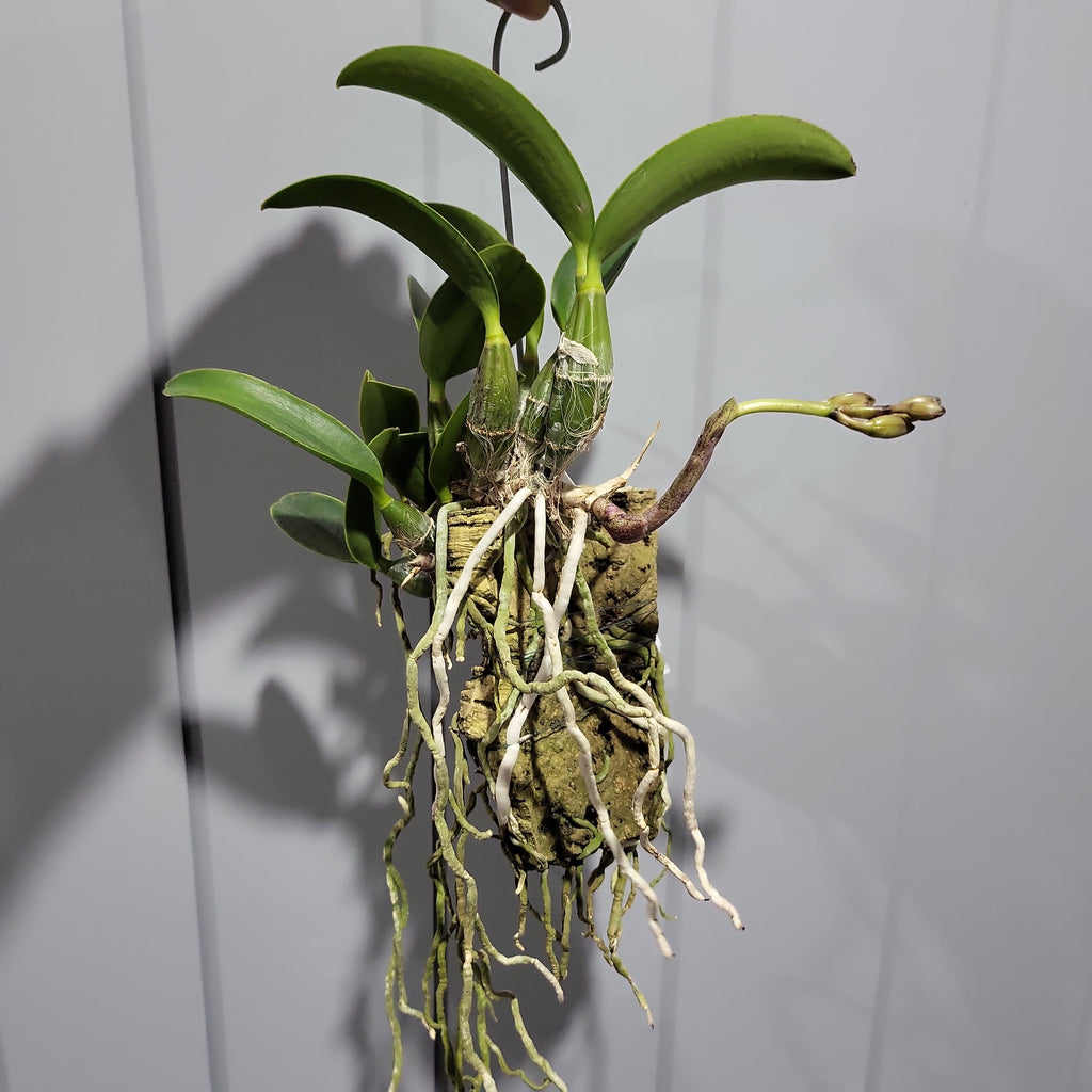 IN BUDS NOW! Cattleya Nobilior Var. Amaliae 'HIF' X Perfection (RARE)