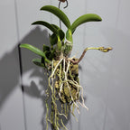 IN BUDS NOW! Cattleya Nobilior Var. Amaliae 'HIF' X Perfection (RARE)