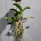 IN BUDS NOW! Cattleya Nobilior Var. Amaliae 'HIF' X Perfection (RARE)