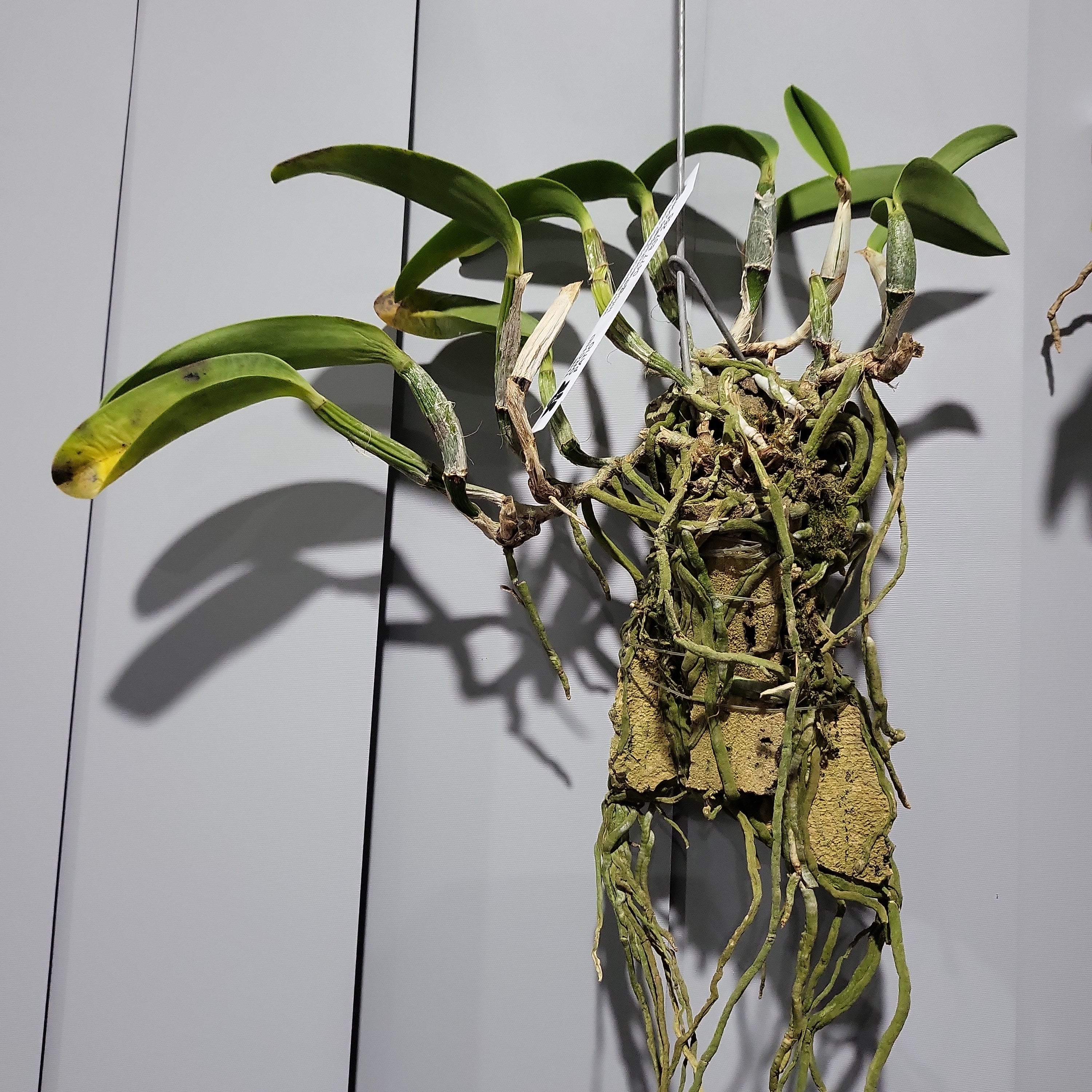 Cattleya walkeriana var. semi-alba 'Tokyo No.1' (VERY RARE SPECIES) Secondary image