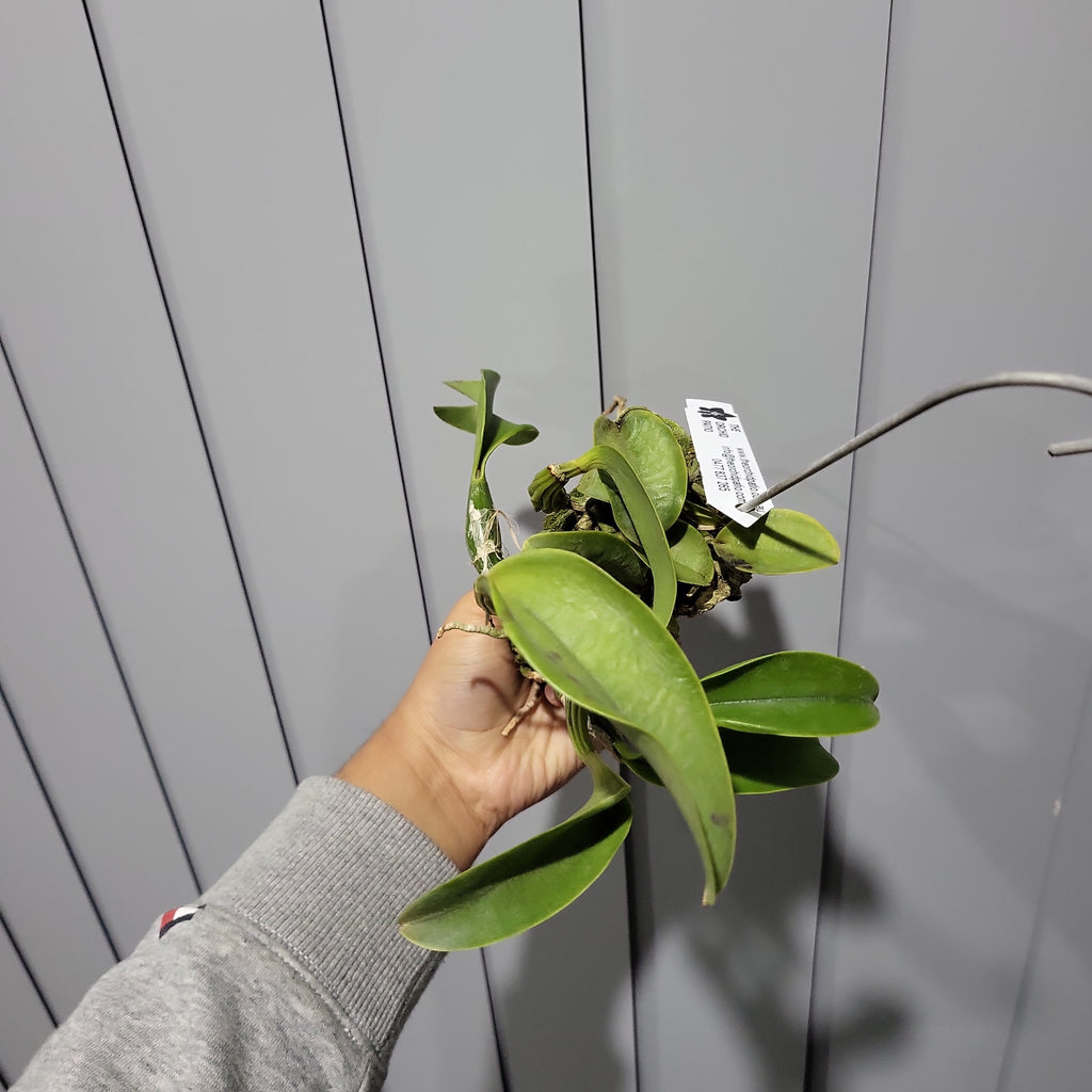 Cattleya walkeriana var. semi-alba 'Tokyo No.1' (VERY RARE SPECIES)