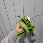 Cattleya walkeriana var. semi-alba 'Tokyo No.1' (VERY RARE SPECIES)