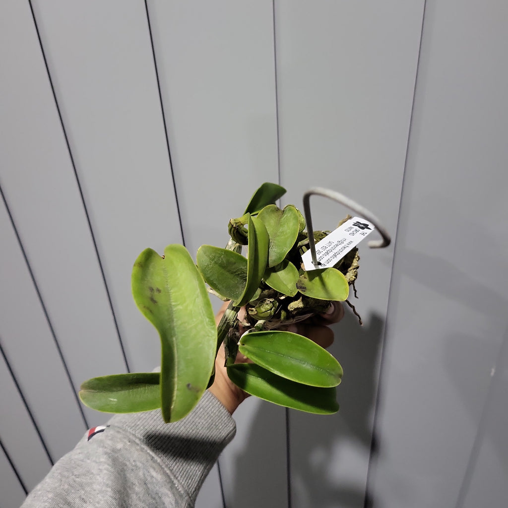 Cattleya walkeriana var. semi-alba 'Tokyo No.1' (VERY RARE SPECIES)