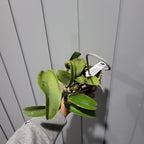 Cattleya walkeriana var. semi-alba 'Tokyo No.1' (VERY RARE SPECIES)