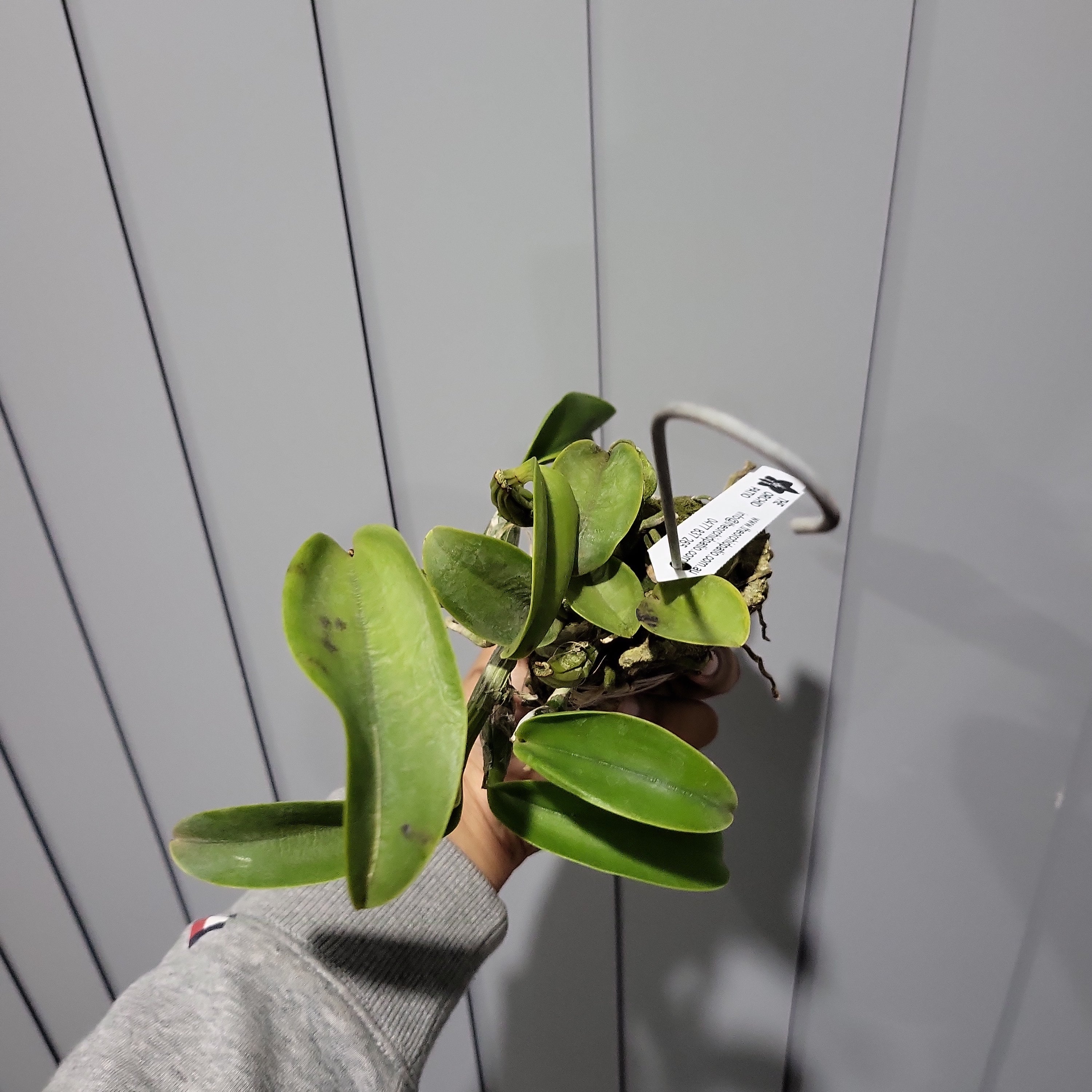 Cattleya walkeriana var. semi-alba 'Tokyo No.1' (VERY RARE SPECIES)