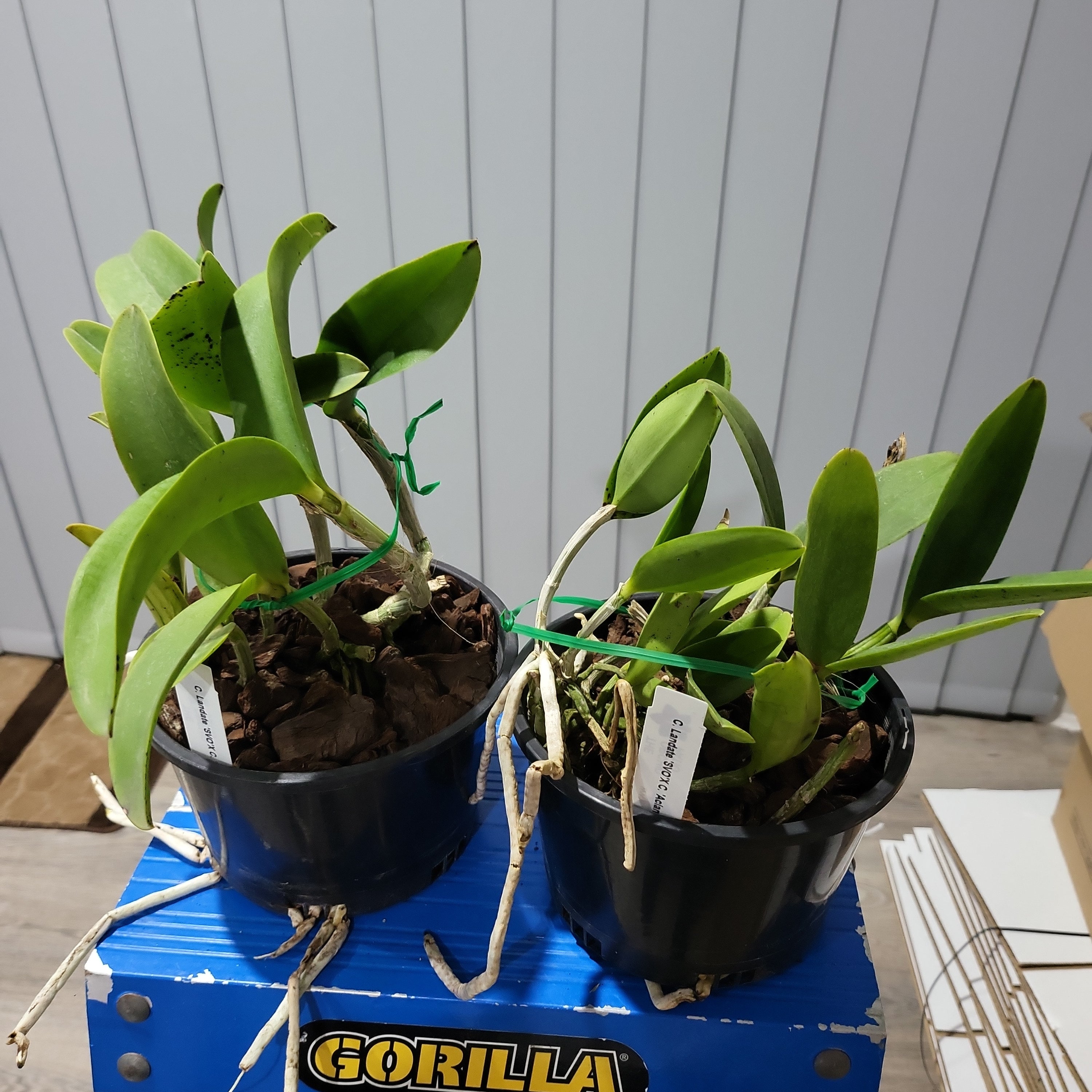 Cattleya Comets Tail (Cattleya aclandiae × Cattleya Landate) Secondary image