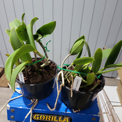 Cattleya Comets Tail (Cattleya aclandiae × Cattleya Landate)