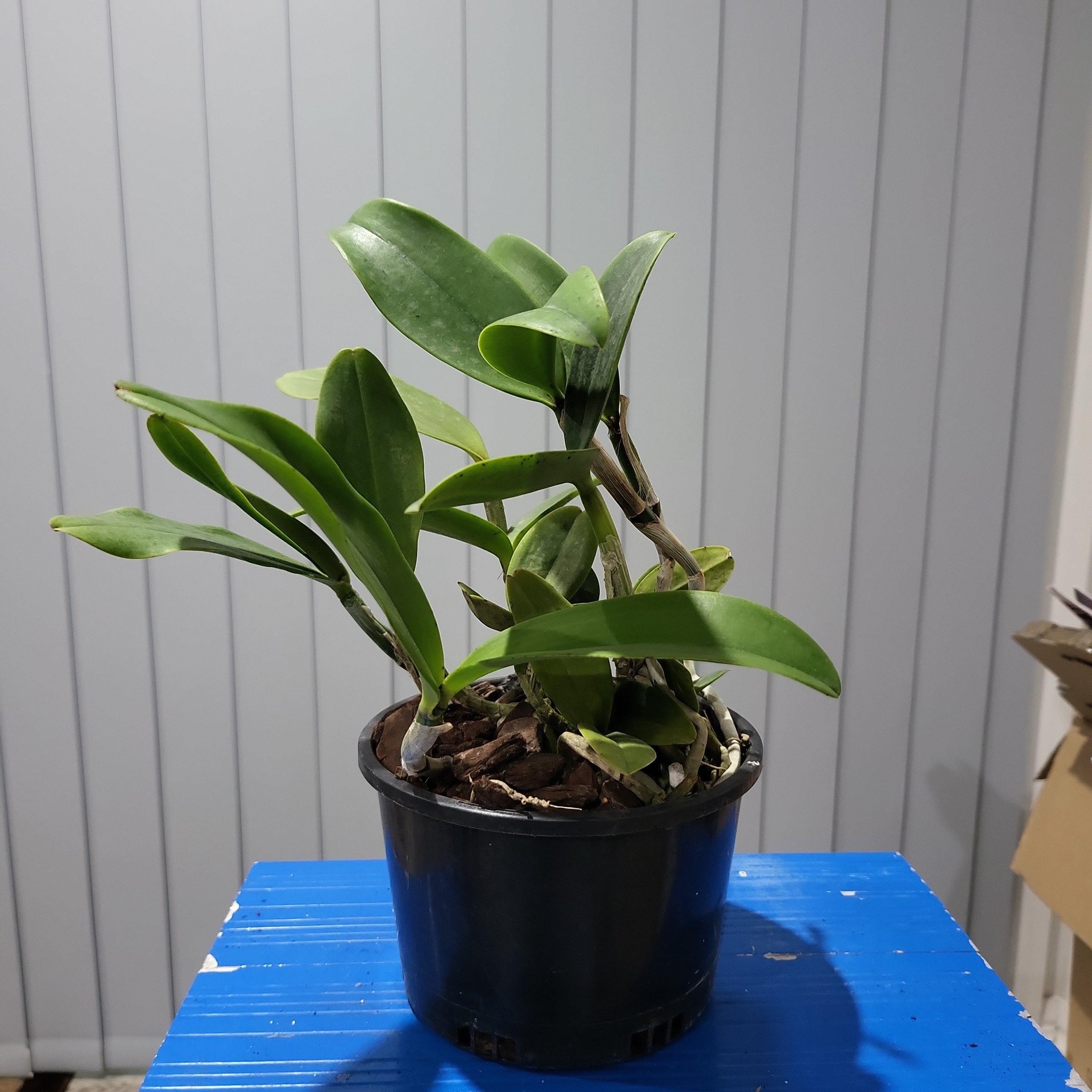 Cattleya landate 'SVO' X Cattleya Comets Tail 'SVO' (Spotty Beauty)