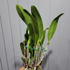 Rlc. Nakornchaisri Delight No. 2 x Rlc. Yingluck Smile (HUGE FS MOUNTED PLANT)