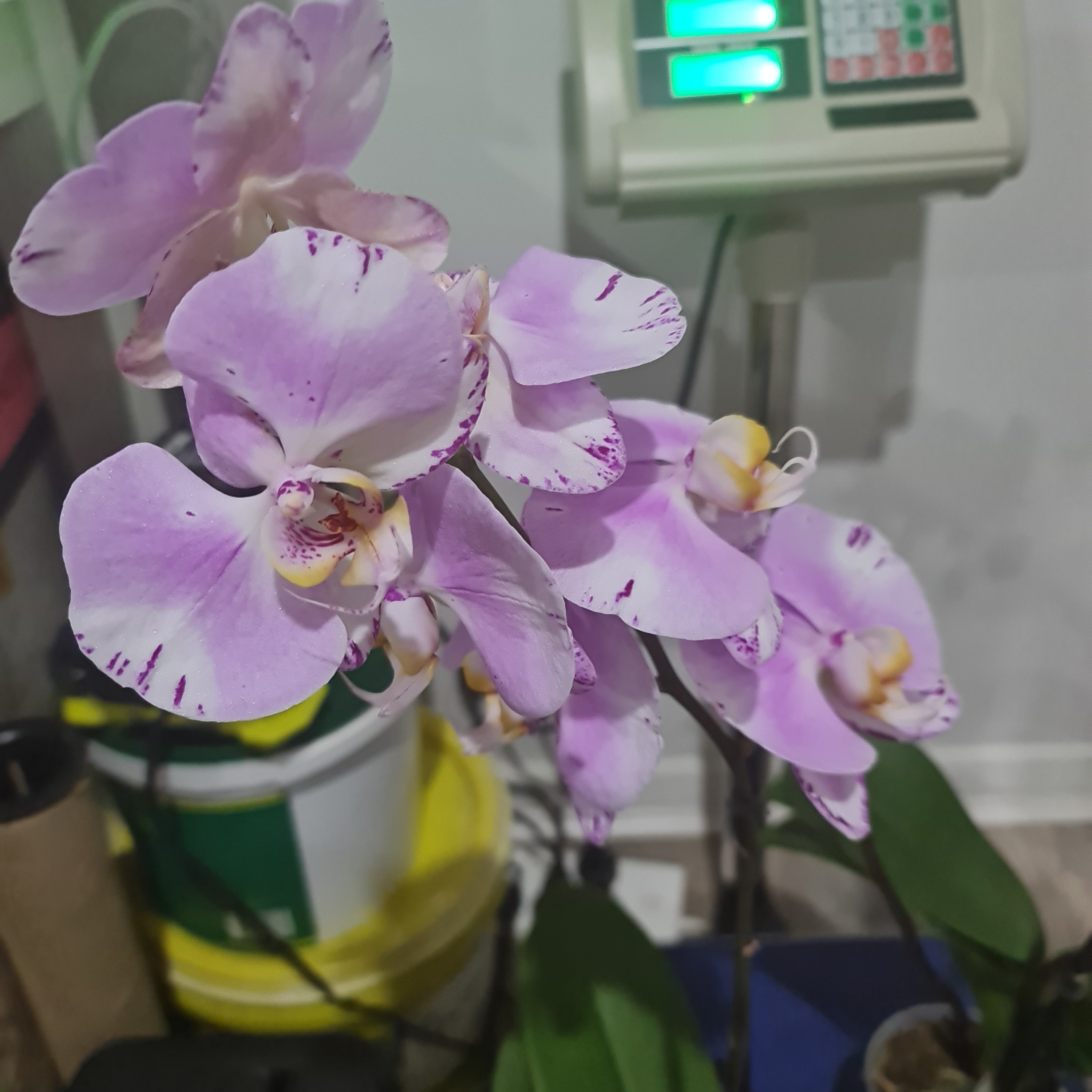 PACK OF 2 FLOWERING PHALAENOPSIS (SPECIAL) Main image